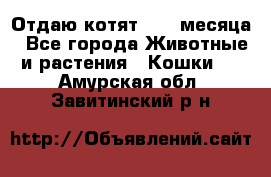 Отдаю котят. 1,5 месяца - Все города Животные и растения » Кошки   . Амурская обл.,Завитинский р-н